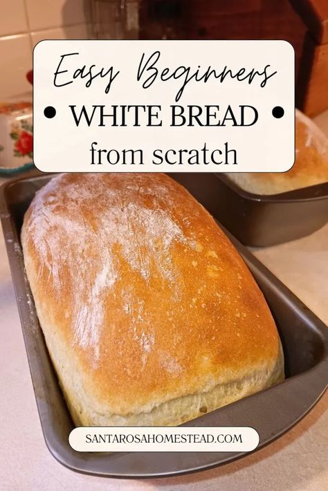 How to Make the Best White Bread from Scratch - Santa Rosa Homestead Homemade Bread For Two, Bread For Beginners Easy, Old Fashion Homemade Bread, Easy First Time Bread Recipe, Quick Homemade Bread Recipes, Delicious Homemade Bread, Easiest Sandwich Bread Recipe, Fresh White Bread Recipe, Bread Recipes Homemade Kitchenaid