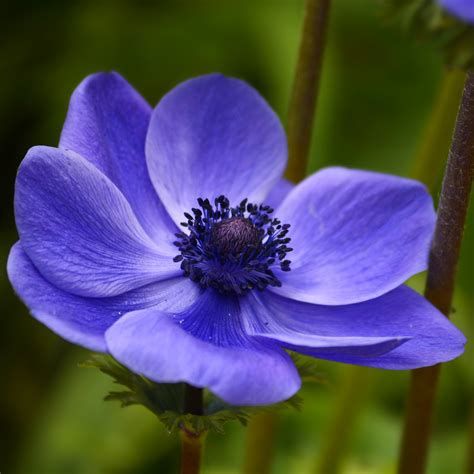 anemone blue - Ecosia - Images Garden Reference, Floral Reference, Anemone Coronaria, Flower References, Floral Photos, Poppy Images, Flower Reference, Blue Poppies, Blue Plants