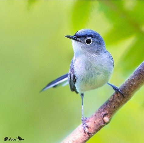 ✨Blue-Gray Gnatcatcher, Michigan, USA✨ Blue Gray Gnatcatcher, Birds Photos, Super Photo, Most Beautiful Birds, Michigan Usa, Bird Perch, Bird Pictures, Watercolor Inspiration, Bird Photo