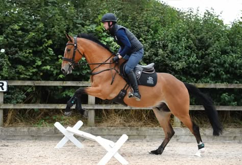 Canter Poles Distance, Jumping Pictures, Horse Magazine, Cute Horse Pictures, Eventing Horses, Star Stable, Dressage Horses, Brown Horse, Horse Owner