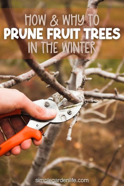 How & Why To Prune Fruit Trees In The Winter by simplegardenlife.com Old Fashioned Chocolate Pudding, How To Trim Roses, Pruning Plants, Prune Fruit, Food Forest Garden, Pruning Roses, Bible Timeline, Meal Worms, Pruning Fruit Trees