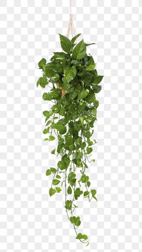 Marble Pothos Hanging, Green Hanging Plants, Plant Png Aesthetic, Plants Photoshop, Plant White Background, Marble Pothos, Indoor Ivy, Green Indoor Plants, Hanging Decoration Ideas