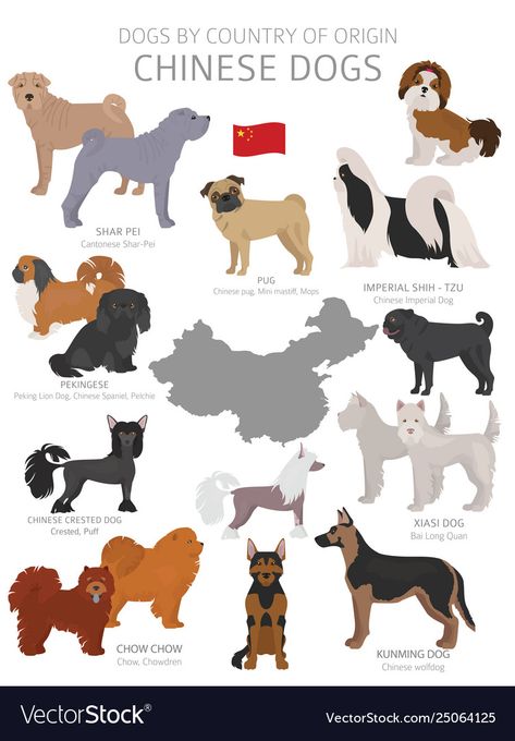 Cut Dogs, Dog Breeds Chart, Animal Infographic, Dog Design Art, Cute Dog Drawing, Chinese Dog, Shar Pei Dog, Corso Dog, Chinese Crested Dog