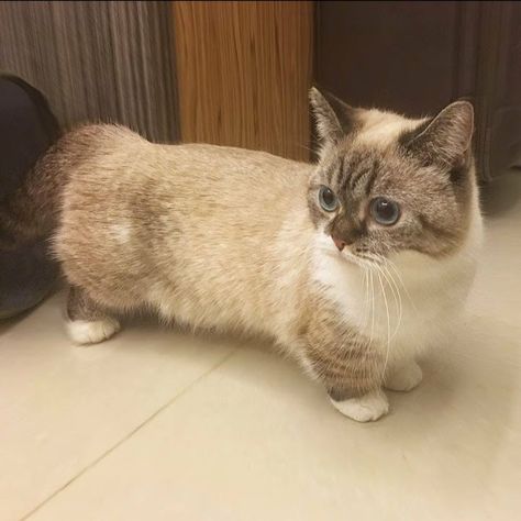 Kawaii Munchkin Cat!! 😍😍 Ginger Munchkin Cat, Munchkin Cat Cute, Brown Munchkin Cat, Cute Munchkin Cat, Munchkin Cat Aesthetic, Black Munchkin Cat, Scottish Fold Munchkin Cat, Cat Walls, Cats Munchkin