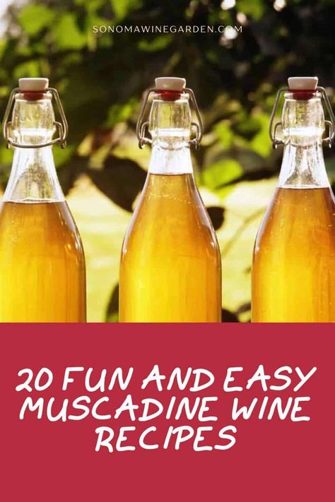 Diy Muscadine Wine, Homemade Muscadine Wine, Muscidime Wine, How To Make Muscadine Wine, Muscadine Wine Recipes, Muscadine Wine Recipes Homemade, Easy Muscadine Wine Recipe, Easy Wine Recipes, Muscadine Recipe