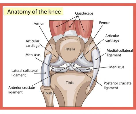 Cracking Knees, Anatomy Of The Knee, Knee Anatomy, Meniscus Surgery, Anterior Cruciate Ligament, How To Strengthen Knees, Knee Strengthening Exercises, Ligament Tear, Knee Pain Exercises