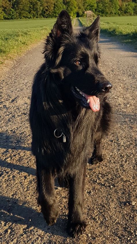 Black German Shepherd Puppies, Black Shepherd, Black German Shepherd Dog, German Sheperd Dogs, Scary Dogs, Black German Shepherd, Pretty Dogs, Dream Dog, Pretty Animals