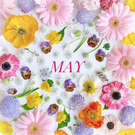 May Gemini, Silly Sayings, All The Months, Angled Bobs, Hello May, Magical Life, Month Flowers, Months Of The Year, New Month