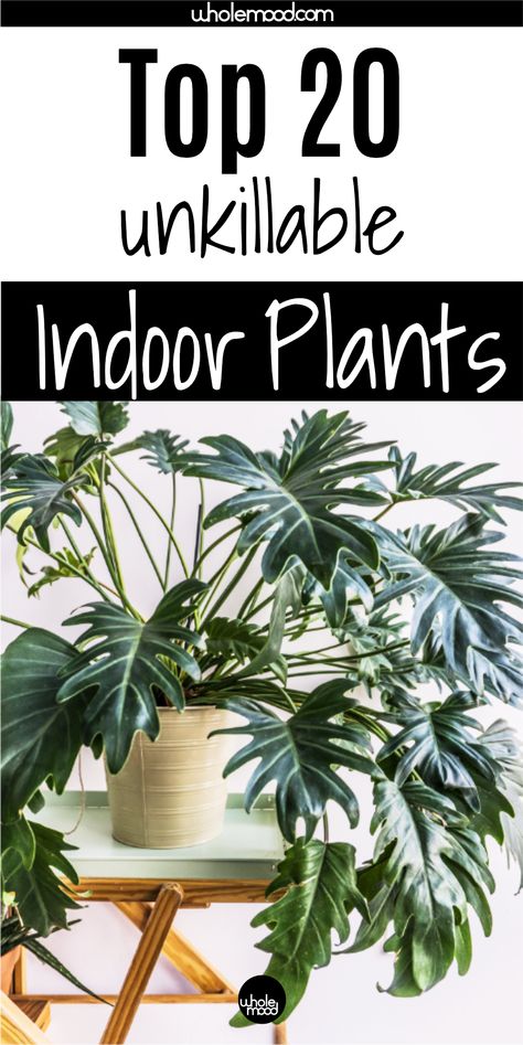 Best Indoor Trees, Big Indoor Plants, Indoor Tropical Plants, Low Maintenance Indoor Plants, Tall Indoor Plants, Indoor Plants Low Light, Large Indoor Plants, Plants Uk, Trendy Plants