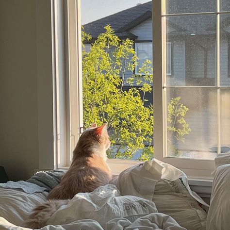 It’s a simple life, but a very good one 🫶🏻 Simple Life Pictures, Getting A Cat Aesthetic, Simple Life Photos, Life Core Aesthetic, Simple Life Aesthetic Pictures, Living The Life Aesthetic, Quiet Love Aesthetic, Quiet Morning Aesthetic, Quite Life Aesthetics