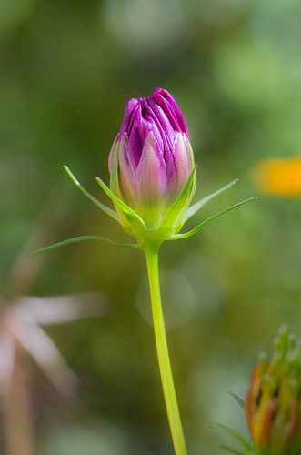 Portrait of a Cosmos Bud | Jon K | Flickr Bud Flower, Bud Painting, Cosmos Flower Photography, Cosmos Flowers Painting, Cosmos Flowers Watercolor, Cosmos Flower Botanical Illustration, Pink Cosmos Flowers, Plant Bud, Diy Hair Accessories Ribbon