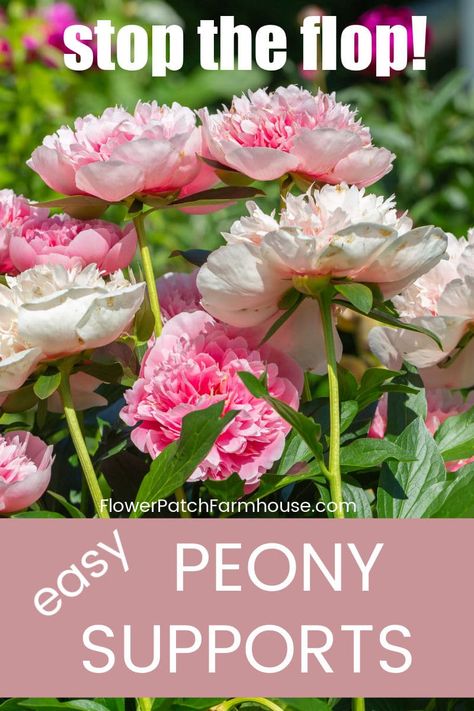 Peony Flower Garden, Diy Peony, Peony Support, Peony Care, Peony Bush, Planting Peonies, Growing Peonies, Peonies Garden, Flower Care