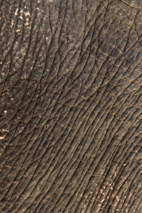 Animal Texture Skin, Dinosaur Skin Patterns, Elephant Skin Texture, Africa Texture, Animals Texture, Lines In Nature, Animal Skin Texture, Animal Skin Pattern, Animal Texture