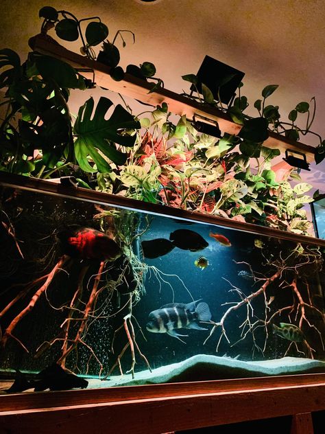 Fish Room, Tank Plants, Tropical Freshwater Fish, Fishing Room, Fish Tank Ideas, Aquarium Terrarium, Fish Tank Plants, Terrarium Ideas, Cool Fish