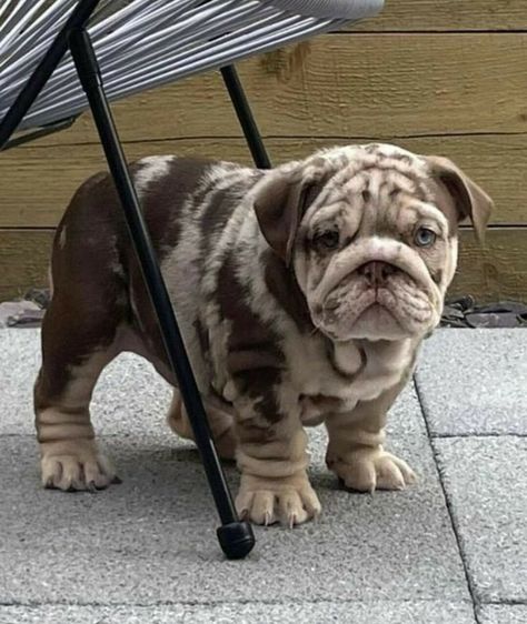 Merle Bulldog English, Bull Dogs English, Baby English Bulldogs, Mini English Bulldogs, English Bulldog For Sale, Dog Line Art Tattoo, Baby Bulldogs, Dog Aesthetics, Tattoo Ideas Dog