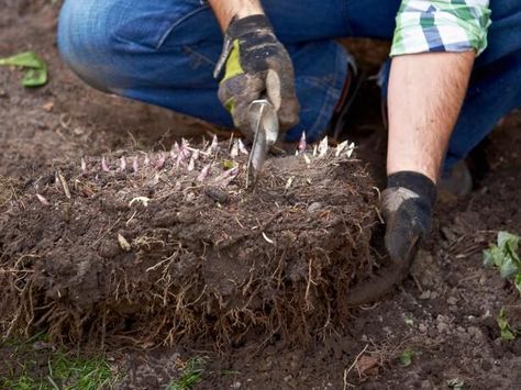 Dividing Peonies, Peony Care, Planting Peonies, Growing Peonies, Backyard Garden Landscape, Organic Vegetable Garden, Peonies Garden, Backyard Gardening, Organic Gardening Tips