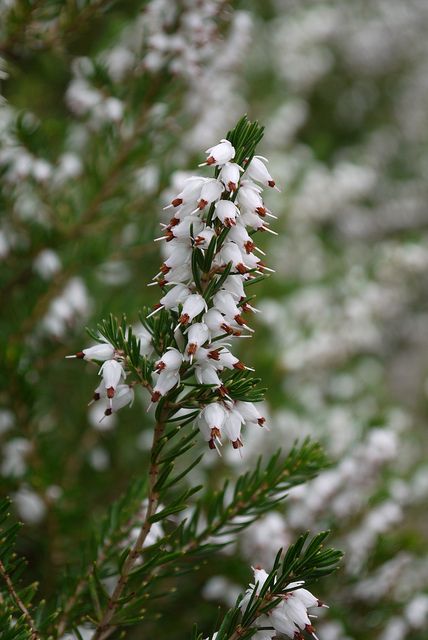 white heather - Google Search White Heather Flower, Dendro Vision, Fairyland Wedding, Harp Tattoo, Gunn Clan, Remembrance Flowers, Witcher Oc, The Green Knight, Heather Flower