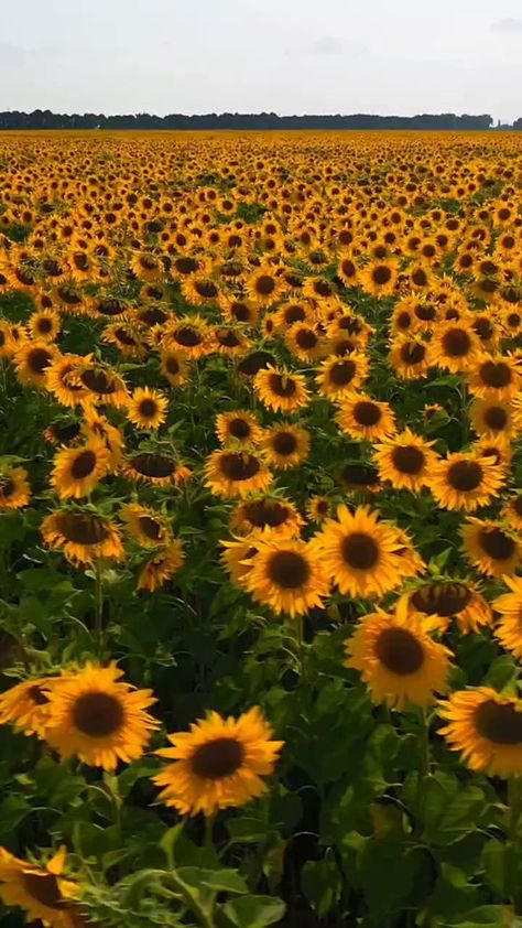 Yellow Flower Field, Travel Washington Dc, Dumbarton Oaks, Sunflower Iphone Wallpaper, Things To Do In Summer, National Cathedral, Fields Of Flowers, Washington Dc Travel, Sunflower Pictures