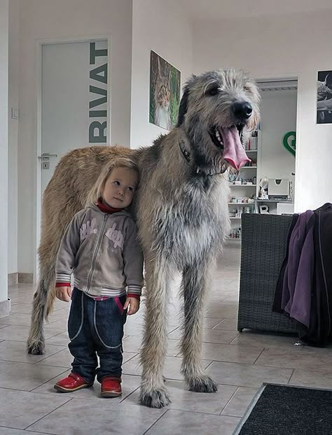 If you’re looking for the best name for a big dog, you have come to the right place. Irish Wolf Hound, Wolf Hound, Irish Wolfhound Dogs, Wolfhound Dog, Pet Anime, Big Dog Breeds, Irish Wolfhounds, Huge Dogs, Tibetan Mastiff