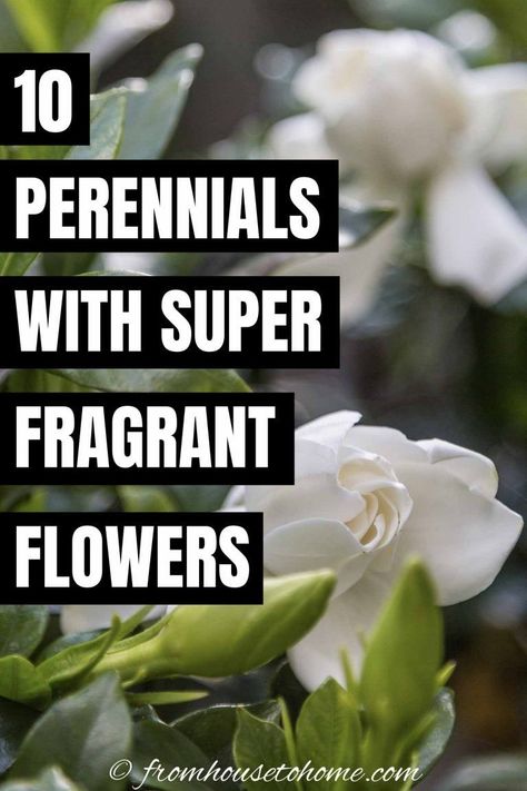 GREAT tips for how to grow fragrant plants in your garden landscaping. These are some of the best smelling flowers! Plant different species to have perfume in your garden through all of the seasons.  #fromhousetohome #gardendesign #gardening  #fragrantflowers #sunperennials Fragrant Flowers Garden, Flowers Full Sun, Best Smelling Flowers, Scent Garden, Smelling Flowers, Full Sun Perennials, Fragrant Garden, Full Sun Plants, Sun Perennials