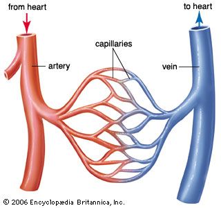 Blood Vessels Anatomy, Anatomy Of The Heart, Diy Water Fountain, Arteries And Veins, Heart Anatomy, Phlebotomy, Biology Notes, Medical Anatomy, Diagram Design