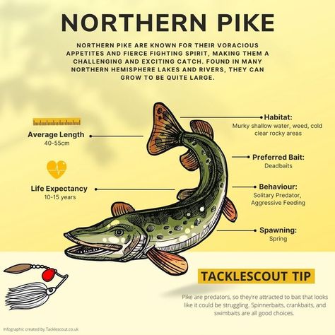 Fish Species: The Northern Pike Northern Pike Fishing, Pike Fishing Tips, Emergency Hacks, Pike Fish, Northern Pike, Pike Fishing, Fish Species, Fishing Techniques, Fresh Fish