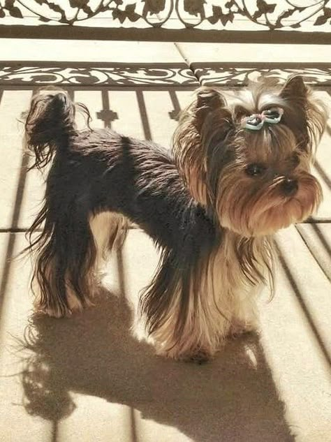 Long Haired Yorkie, Yorkie Puppy Haircuts, Yorkie Puppy Care, Yorkshire Terrier Grooming, Yorkie Haircut, Yorkie Hair, Yorkie Cuts, Yorkie Breeders, Biewer Yorkshire