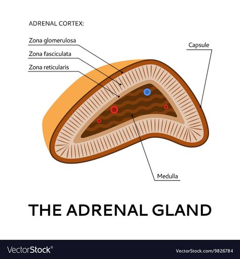 Adrenal Fatigue Diet, Nerve Anatomy, Adrenal Cortex, Healthcare Center, Adrenal Gland, Scientific Poster, Adrenal Support, Fluid Retention, Adrenal Glands