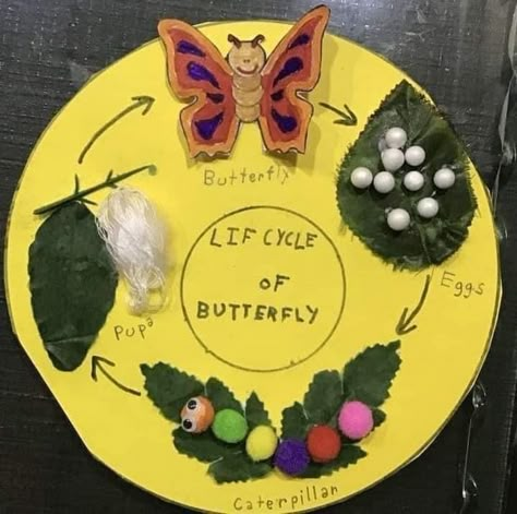 Butterfly Life Cycle Craft, Life Cycle Of A Butterfly, Cycle Of A Butterfly, Hungry Caterpillar Activities, Life Cycle Craft, School Kids Crafts, Butterfly Project, Insect Crafts, Preschool Projects