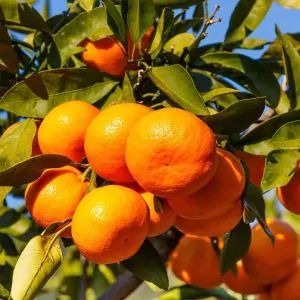 Shop Our Variety of Tropical Trees Now | Nature Hills Nursery Satsuma Tree, Satsuma Orange, Kumquat Tree, Mandarin Tree, Patio Trees, Fruit Peel, Tropical Tree, Citrus Trees, Tree Care