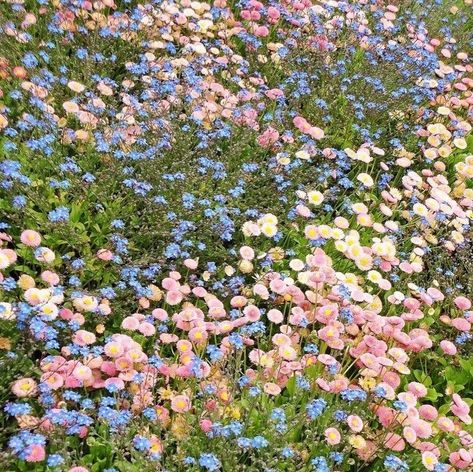 Futurisme Retro, Nothing But Flowers, Flower Therapy, Spring Aesthetic, Jolie Photo, Alam Yang Indah, The Grass, Nature Aesthetic, Flower Field