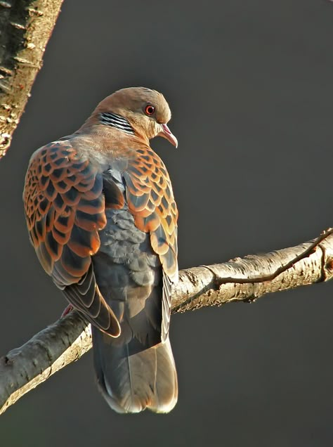 Oriental Turtle Dove. by Bhavya Joshi on 500px Birds Scenery, Turtle Doves, Turtle Dove, Dove Bird, Bird Hunting, Kinds Of Birds, Bird Pictures, Exotic Birds, Reptiles And Amphibians