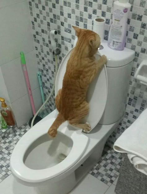 Cats Are Better Than Dogs, Cat Toilet Training, Carpet Cleaning Business, Deep Carpet Cleaning, Carpet Cleaning Hacks, Cat Toilet, Pet Stains, Cat Drinking, Cat Training