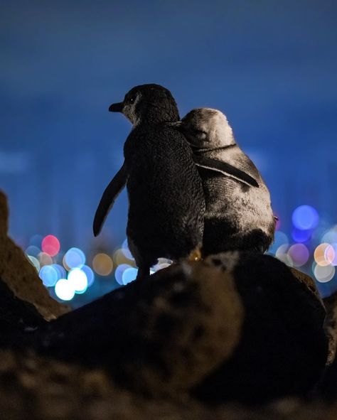 These cute fairy penguins were snapped hugging in St Kilda Penguin Hug, Melbourne Skyline, Good News Stories, Heartwarming Photos, Penguin Love, The Dark One, St Kilda, Aerial Photo, Photography Awards