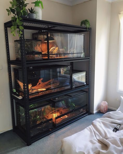 Reptile Rack, Diy Reptile, Snake Terrarium, Snake Enclosure, Snake Tank, Reptile Room, Reptile Tank, Reptile Terrarium, Reptile Enclosure