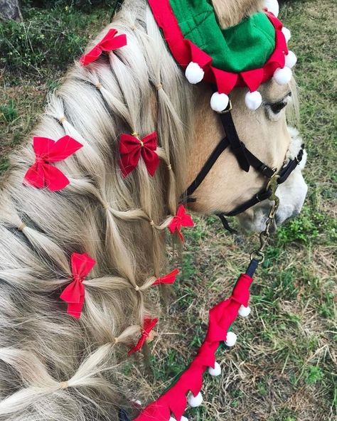 Pony Christmas Costume, Christmas Parade Horse Ideas, Horse Christmas Parade Ideas, Horse Christmas Parade, Christmas Horse Costumes, Horse Christmas Costume, Christmas Horse Photoshoot, Horse Christmas Pictures, Christmas Dress Up Ideas