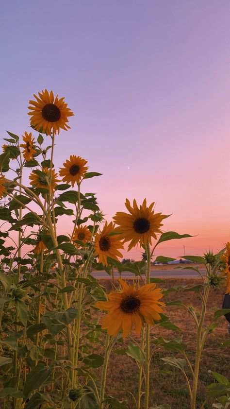 August Wallpaper, Sunflower Sunset, Wallpaper 2024, Sunflower Wallpaper, Pretty Landscapes, Summer Backgrounds, Sunset Wallpaper, Yellow Sunflower, Summer Sunset