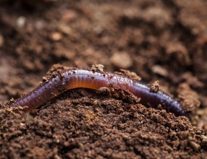 What Should You Feed Vermicomposting Worms? Worm Beds, Types Of Worms, Five Gallon Bucket, Red Wigglers, Worm Bin, Worm Composting, Worm Farm, Uses For Coffee Grounds, Boreal Forest