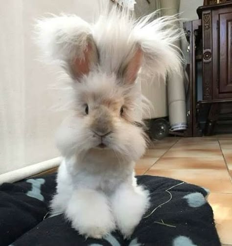 Beautiful Creatures and Nature Creations | You Got to be Kidding's Blog English Angora Rabbit, Regnul Animal, Angora Rabbit, Funny Bunnies, Baby Bunnies, Cute Creatures, Sweet Animals, White Rabbit