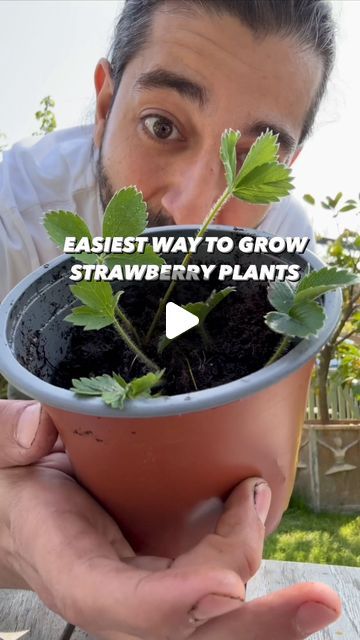 Armen Adamjan on Instagram: "I get amazed every time I do this with a strawberry slice.. 😲🍓 Great weekend project to do with your kids / family.. I bet if we all did this - there would be such an abundance of strawberries, we’d never have to pay for them again!  . . . #strawbery #berry #plants #lifehack #diy #howto #kitchenhacks #recycle #upcycle #hacks #instagood #plantbased #fruit #grow" Smokehouse Ideas, Creative Explained, Growing Ginger, Planting For Kids, Windowsill Garden, Strawberry Garden, Garden Hacks, Strawberry Decorations, Strawberry Slice