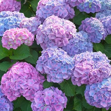 Landscaping Around Trees, Growing Hydrangeas, Hydrangea Garden, Hydrangea Macrophylla, Favourite Flowers, Nothing But Flowers, Flower Therapy, Hydrangea Flower, Favorite Flowers