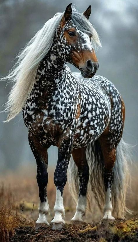 Spotted Horse, Wild Horse Pictures, Rare Horses, Cute Horse Pictures, Most Beautiful Horses, Most Beautiful Animals, Majestic Horse, Horses And Dogs, Horse Crazy