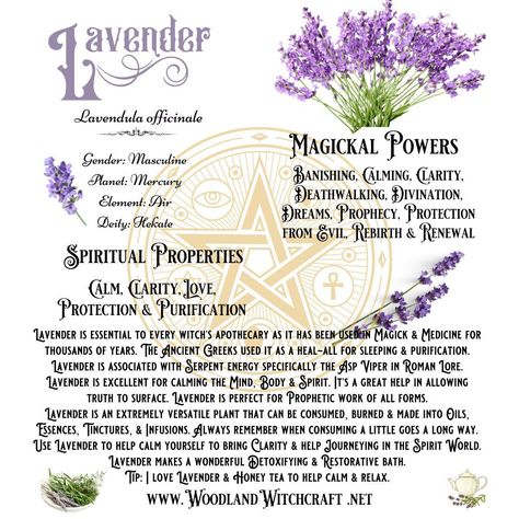 Lavender has been used for centuries for its soothing and calming properties. But did you know that it also has powerful magickal properties? #lavender #magick #spells #rituals #intuition #calm #peace #protection #purification #healing #witchyvibes #witchythings #mindbodyspirit #tranquility Lavender Properties Witchcraft, Lavender Meaning Witchcraft, Lavender Spiritual Meaning, Lavender Herb Magic, Lavender Incense Meaning, Lavender Magical Properties, Lavender Witchcraft, Purification Spell, Lavender Meaning