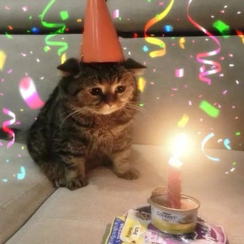 My Birthday, Cat Memes, Cute Cat, Make Your Day, Make Your, Birthday, Animals