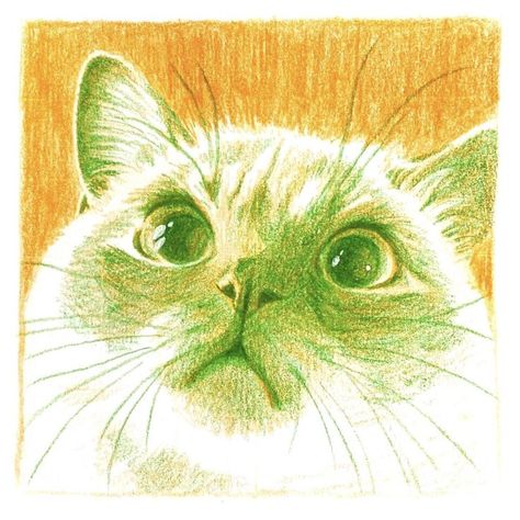 Cat Color Pencil Drawing, Colorful Animal Drawings, One Color Drawing, Cat Colored Pencil, Cat Sketch Drawing, Drawings With Color, Cat Sketches, Cat Draw, Colorful Drawing