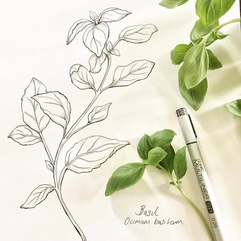 Katy Hackney (@hackneyandcodesign) • Instagram photos and videos Herbs Illustration, Herb Prints, Basil Plant, Plant Tattoo, Tattoo Graphic, Plant Ideas, Line Work, Plant Drawing, Co Design