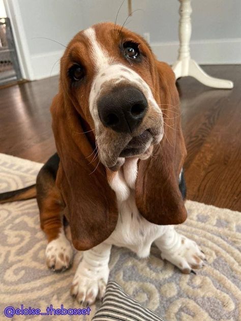 After 700 days at the shelter, an elderly dog finally got a new home and a new name! Hound Dog Puppies, Red Setter Dog, Basset Puppies, Old Beagle Dog, Basset Hound Puppy, Hound Puppies, Basset Hound Dog, Bassett Hound, Very Cute Dogs