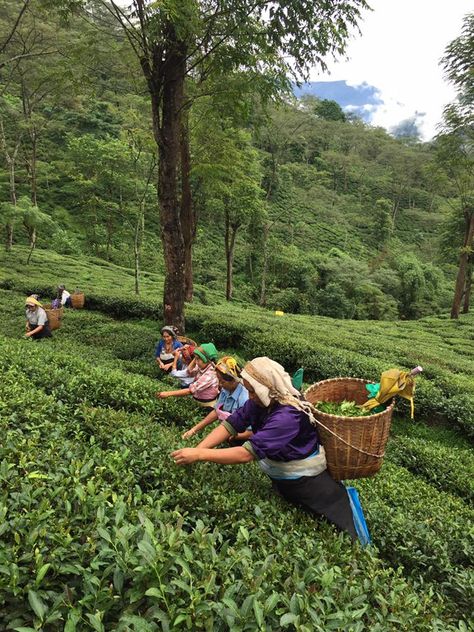 Morning tea plucking at Risheehat's Liza Hill tea garden in Darjeeling, India. Bangladesh Scenery, Bangladesh Travel, Airplane Pt.2, Darjeeling Tea, Tea History, Tea Estate, Tranquil Blue, Indian Tea, Dhaka Bangladesh