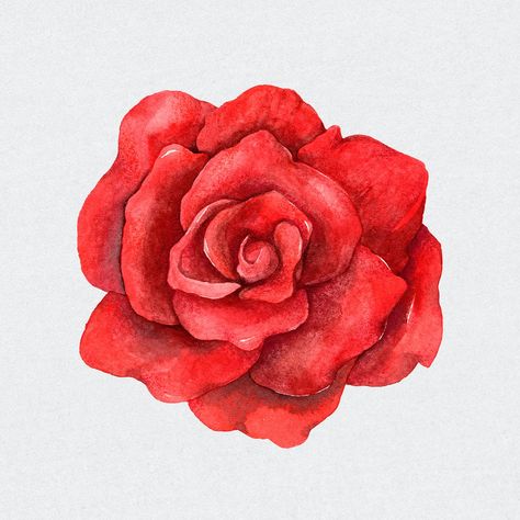 Psd red rose flower vintage clipart | premium image by rawpixel.com / Boom Flower Valentines, Rose Reference, Rose Marble, Rose Sketch, Dark Red Roses, Vintage Clipart, Red Rose Tattoo, Rose Oil Painting, About Rose