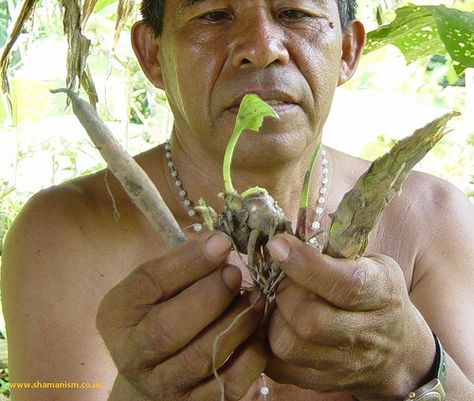 Shaman Wilson Montez Mother Aya, Shamanic Journey, Vision Quest, Earth Spirit, Birth Mother, Ancient Knowledge, Nature Plants, Human Condition, Medicinal Plants